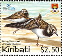 Ruddy Turnstone (Arenaria interpres)