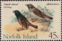 Norfolk Island Starling (Aplonis fusca)
