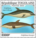 Delphinus krueger, Delphinus superciliosus (see Description)