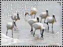 Eurasian Spoonbill (Platalea leucorodia)