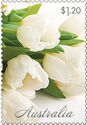 White Tulips