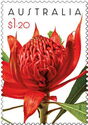 Red Waratah