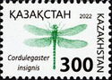 Cordulegaster insignis