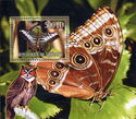 Butterflies and Owls