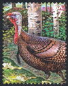 Wild Turkey (Meleagris gallopavo)