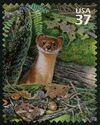 Long-tailed Weasel (Mustela frenata)
