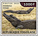 Dwarf Crocodile (Osteolaemus tetraspis)