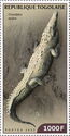 American Crocodile (Crocodylus acutus)