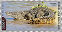 Nile Crocodile (Crocodylus niloticus)