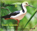 BIRDPEX 9 : Pied Stilt (Himantopus leucocephalus)
