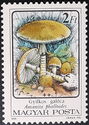 Death Cap (Amanita phalloides)
