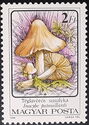 Red-staining Inocybe (Inocybe patouillardi)