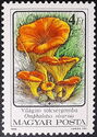 Jack O'Lantern Mushroom (Omphalotus olearius)