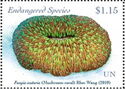 Mushroom Coral (Fungia scutaria)