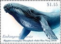 Humpback Whale (Megaptera novaeangliae)