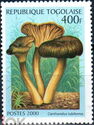 Cantharellus tubiformis