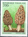 Sponge mushroom (Morchella deliciosa)