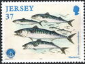 Atlantic Mackerel (Scomber scombrus)