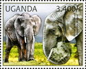 African Elephant (Loxodonta africana)