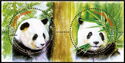 Giant Panda