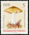 Livid Entoloma (Rhodophyllus sinuatus)