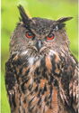 Eurasian eagle owl