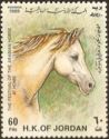 White Arabian Horse (Equus ferus caballus)