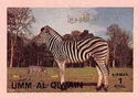 Zebra (Equus sp.)