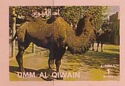 Bactrian Camel (Camelus bactrianus)