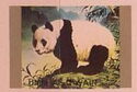 Giant Panda (Ailuropoda melanoleuca)