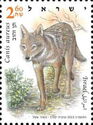 Golden jackal (Canis aureus)