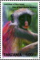 Zansibar Red Colobus (Piliocolobus kirkii)