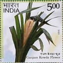 Kewda Flower, Ganjam