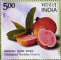 Surkha Guava, Allahabad