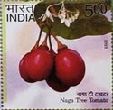 Tree Tomato, Naga
