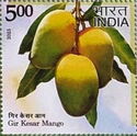 Kesar Mango, Gir