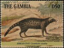 African Civet (Civettictis civetta)