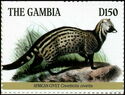 African Civet (Civettictis civetta)