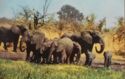 Elephants Herd