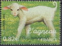 Lamb (Ovis ammon aries)