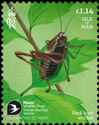Dark Bush-Cricket (Pholidoptera griseoaptera)