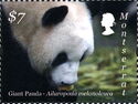 Giant Panda Laying Down (side view of head and shoulders)