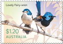 Lovely Fairy-Wren (Malurus amabilis)