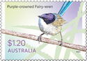 Purple-crowned Fairy-Wren (Malurus coronatus)