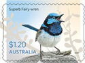 Superb Fairy-Wren (Malurus cyaneus)