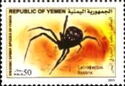 Latrodectus hystrix