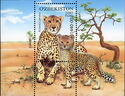 Cheetah (Acinonyx jubatus)