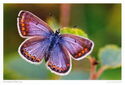Common blue (Polyommatus icarus)