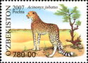 Cheetah (Acinonyx jubatus)