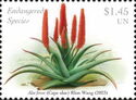 Cape Aloe (Aloe ferox)